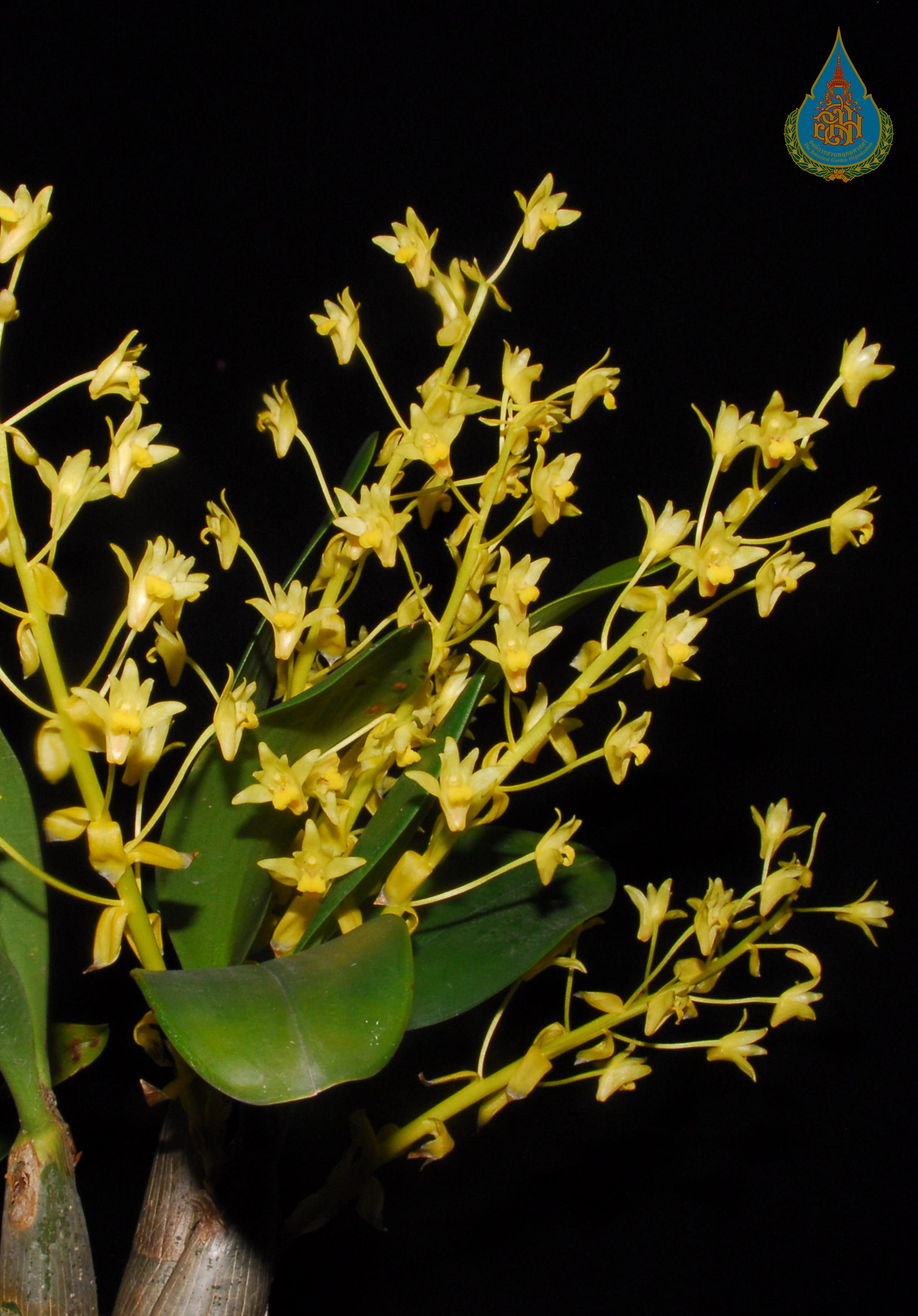 เอื้องนิ่มดอกเหลือง Pinalia bractescens (Lindl.) Kuntze<br/>ORCHIDACEAE